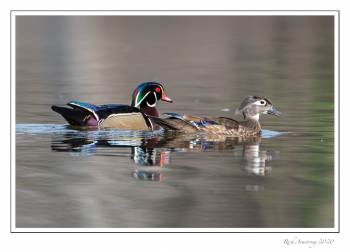 wppd duck pair 1.jpg